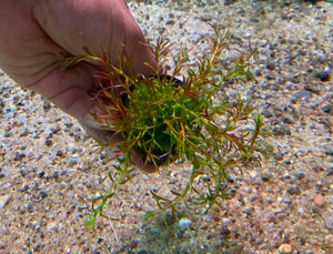 Rotala sp "Goias"