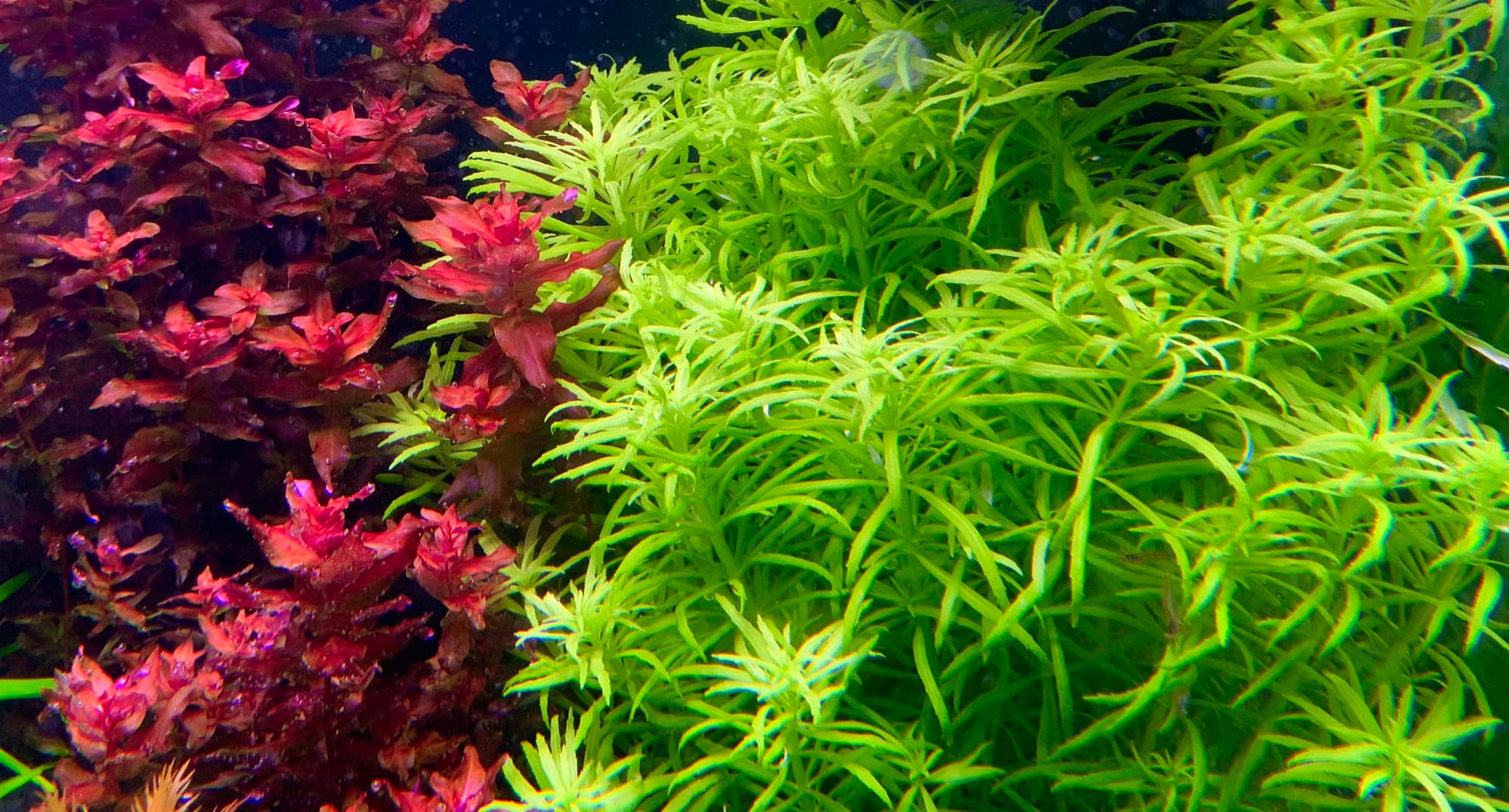 Limnophila chinensis - RARE