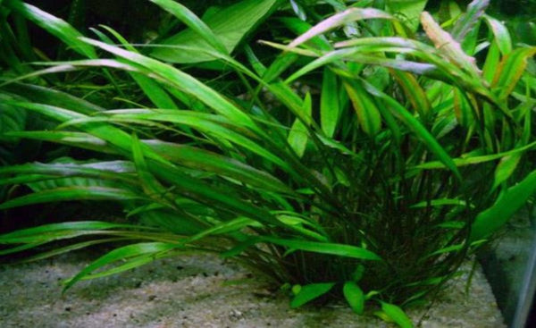 Cryptocoryne willisii - Liverpool Creek Aquariums