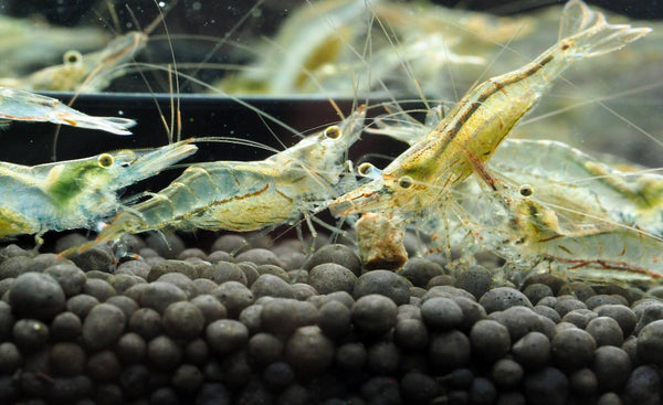 NQ Algae Shrimp (Caridina longirostris) - Liverpool Creek Aquariums