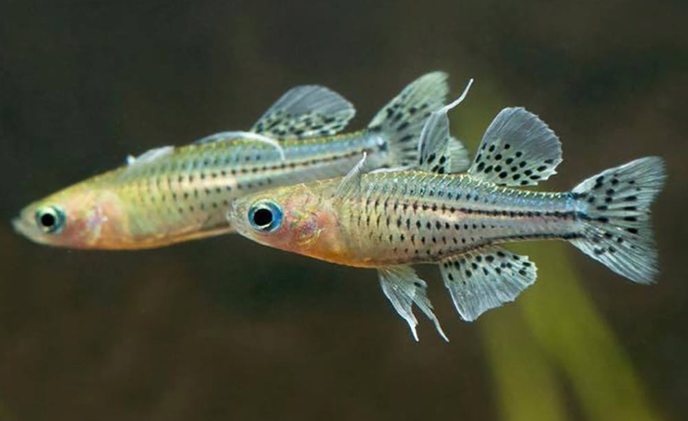 NQ Algae Shrimp (Caridina longirostris) - Liverpool Creek Aquariums