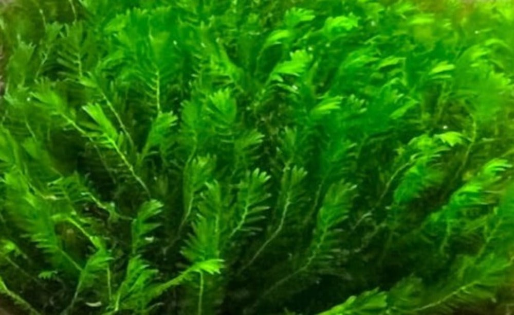 LCA Liverpool Creek Aquariums Fissiden mini Vietnam aquarium plant