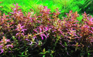 LCA Liverpool Creek Aquariums Rotala macranda "Pearl Type 2" aquarium plant