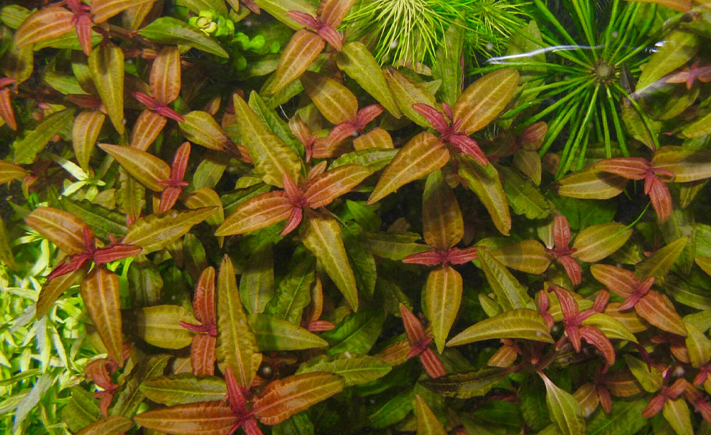 Rare best sale aquarium plants