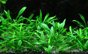 LCA Liverpool Creek Aquariums Crypt parva aquarium plant