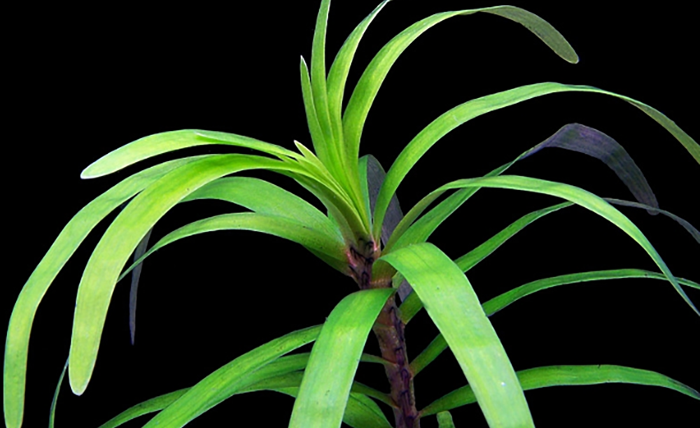 LCA Liverpool Creek Aquarium Eichhornia diversofolia aquarium plant