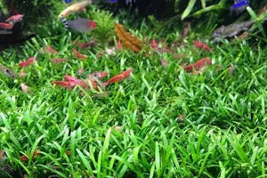 Cryptocoryne parva - submersed grown