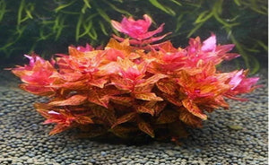 Rotala macranda "Tiger"