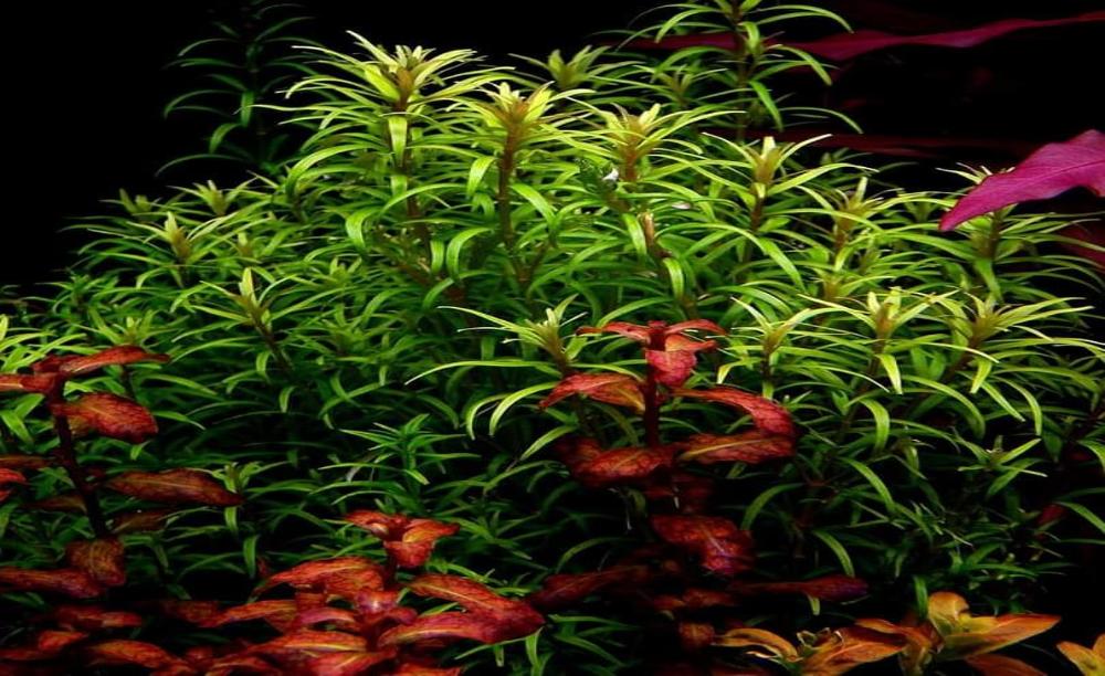 Rotala Araguaia