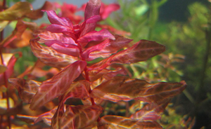 LCA Liverpool Creek Aquariums Rotala macranda "Variegated" aquarium plant